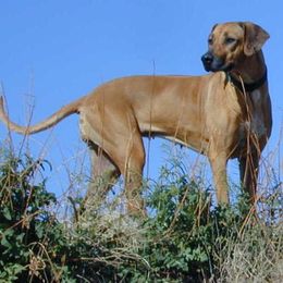 Rhodesian Ridgebacks from Ndoro Rhodesian Ridgebacks