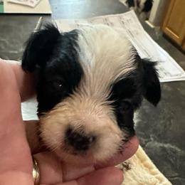 Tiny toad - Black brown and white male Papillon puppy in Middleville, Michigan from Cheryl's Papillons