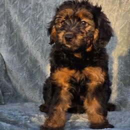 Princess Peach - Black female Goldendoodle puppy in Tucson, Arizona from Adored Poodle & Doodles