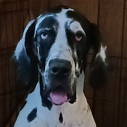 Belle - Great Dane