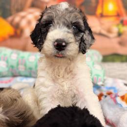 Marble - Blue merle male Aussiedoodle puppy in Dickerson, Maryland from Pawsome Aussie Doodles and Oodles