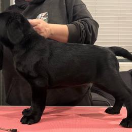 Brown boy - Black male Labrador Retriever puppy in Menifee, California from The Golden Leash Kennels