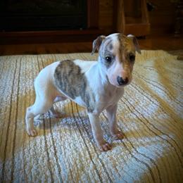 Sweetheart - White and red brindle female Whippet puppy in Oneida, Tennessee from Saving Grace