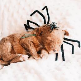 Bernedoodle and Goldendoodle Puppies from Hommel’s Mini Darling Doodles