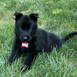 Evie - Black female German Shepherd puppy in Morganville, New Jersey from Piotr's German Shepherd Dogs
