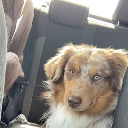 Australian Shepherd All Grown Up from Rocking Diamond B Aussies