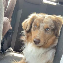 Australian Shepherd All Grown Up from Rocking Diamond B Aussies