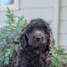 Puppy 7 - Black female Australian Labradoodle puppy in Yamhill, Oregon from FitzGerald Kennels
