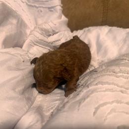 Bella - Red  female Goldendoodle puppy in Graham, North Carolina from Geise Meadow Doodles