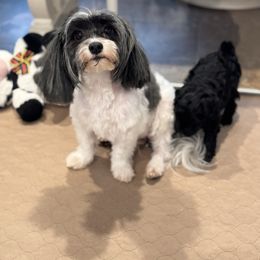 Lilly - Maltipoo
