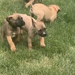 Boerboel Puppies from Grace and H.B. Kennel
