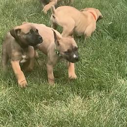 Boerboel Puppies from Grace and H.B. Kennel