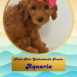 Aquaria - Red  female Goldendoodle puppy in Redmond, Oregon from Bourbon and Lace Doodles