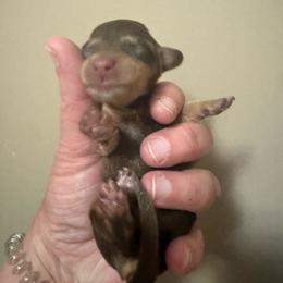 Bush - Chocolate and tan male Dachshund puppy in Knoxville, Tennessee from East TN Dachshunds