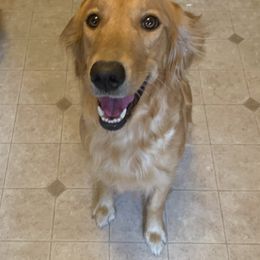 Genie - Golden Retriever