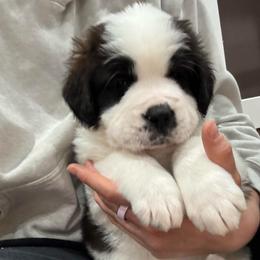 Gigi (Hot Pink Collared Girl) - Brown and white female Saint Bernard puppy in Paramount Long Meadow, Maryland from M&R SKYHAVEN SAINTS