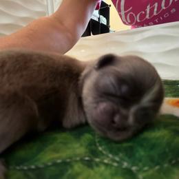 America - Blue male Shih Tzu puppy in Manahawkin, New Jersey from Lilly’s Seashore Shih Tzus