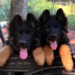 German Shepherd Puppies from Tabor Springs GSD