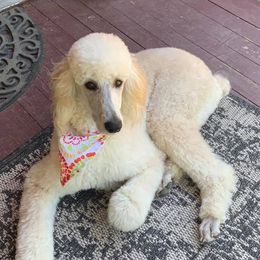 Poodles from Roaring Brook Standards LLC