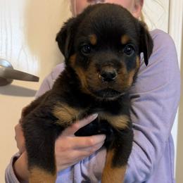 M2 - Black and mahogany male Rottweiler puppy in Athol, Idaho from Vom Corvinus Haus Rottweilers
