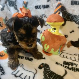 Daisy May - Black and tan female Yorkshire Terrier puppy in Paris, Tennessee from Nolan’s Yorkie Farm