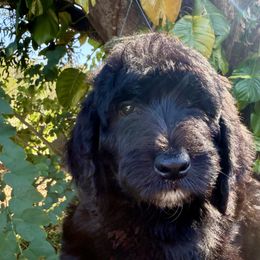 Caramel yellow - Black female Goldendoodle puppy in Lakeland, Florida from Poodles Doodles Standard and Mini LLC