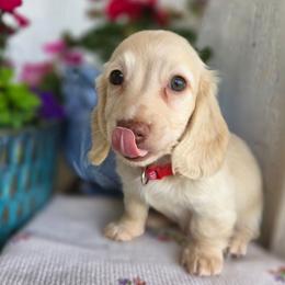 Baby boy Red heart 3000 - Cream male Dachshund puppy in Lexington, Oklahoma from Long Doggy Acres Miniature Dachshunds