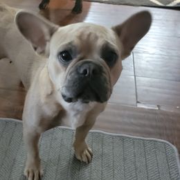 French Bulldogs from Brad's Frenchies