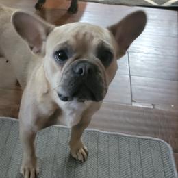 French Bulldogs from Brad's Frenchies