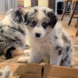 Australian Shepherd Puppies from Winter River Farms Australian Shepherds