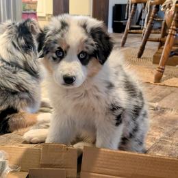 Australian Shepherd Puppies from Winter River Farms Australian Shepherds