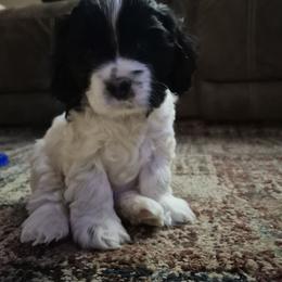 Cupid - Black and white female Cocker Spaniel puppy in Bonneville County, Idaho from Dream Catcher Cockers