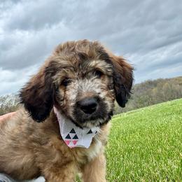 Patch - Tri-color female Bernedoodle puppy in Lowell, Arkansas from Sunny Sky Doodles