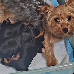 Pebbles - Yorkshire Terrier