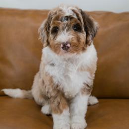 Australian Mountain Doodle Puppies from Brick House Farm Doodles