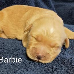 Barbie - Golden female Golden Retriever puppy in Fort White, Florida from Triple-s-kennel