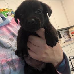 No collar girl - Black female Labrador Retriever puppy in Menifee, California from The Golden Leash Kennels