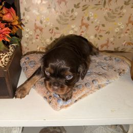 Hershey - Chocolate male Cavalier King Charles Spaniel puppy in Avoca, New York from Palladino’s Cavaliers of Upstate NY