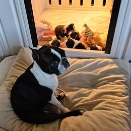 Boston Terrier Puppies from Little Daemons Boston Terriers