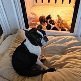 Boston Terrier Puppies from Little Daemons Boston Terriers