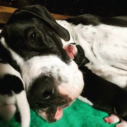 Great Dane Puppies from Dog in Mind Danes