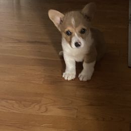 Pembroke Welsh Corgi Puppies from Red Elephant Farms