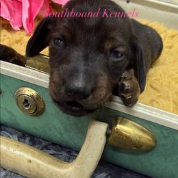 Pink - Red female Dachshund puppy in Leoma, Tennessee from Southbound Kennel