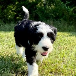 Ewe Betcha - Black and white female Sheepadoodle puppy in Adams, Nebraska from Boxcar Doodles and Poodles