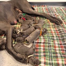 Boy 4 - Blue male Great Dane puppy in Baltimore, Ohio from River Rock Danes