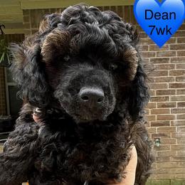 Dean - Sable male Poodle puppy in Bedford, Texas from S.H.A.R.P.’s Toy Poodles