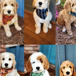 Goldendoodles and Poodles from Jericho Junction Doodles and Poodles