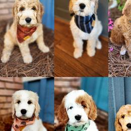 Goldendoodles and Poodles from Jericho Junction Doodles and Poodles
