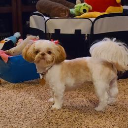 Mindy - Shih Tzu