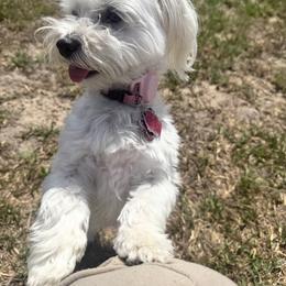 Maltese Puppies from Max & Pearl The Ocala Maltese Family